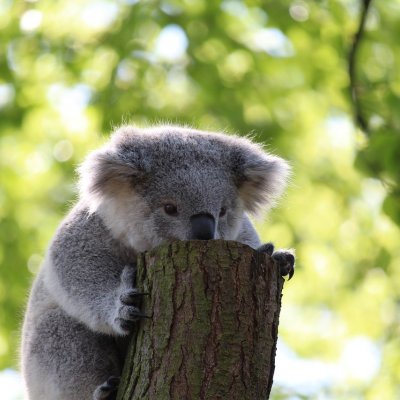 Photo of a koala on a tree stump